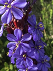 Aristea capitata