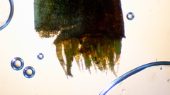 Brachytheciastrum