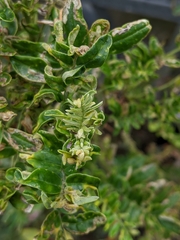 Liriomyza clianthi