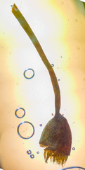 Brachytheciastrum