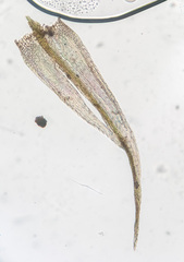 Brachytheciastrum