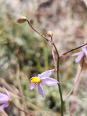 Cyanella