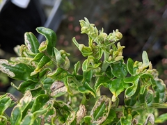 Liriomyza clianthi