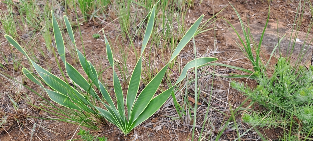 Poison-bulb from Zwelibomvu, Mangangeni, 3614, South Africa on October ...