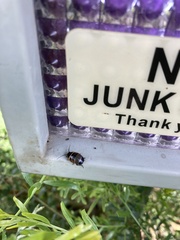 Ellipsidion australe