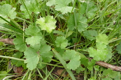 Hydrocotyle laxiflora