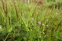 Erodium