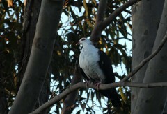 Columba leucomela