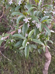 Myoporum petiolatum