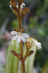 Scaevola beckii