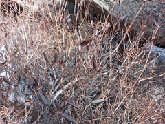 Rhododendron dauricum