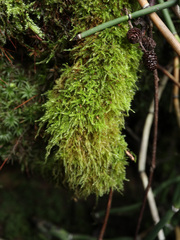 Brachytheciastrum
