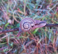 Ariophanta exilis