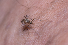 Aedes vittiger
