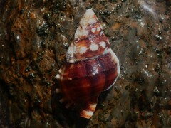 Ranella australasia