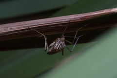 Aedes vittiger
