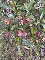 Dodonaea viscosa spatulata