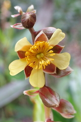 Hibbertia lucens