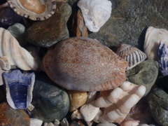 Naria erosa