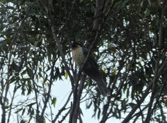Eudynamys orientalis cyanocephalus