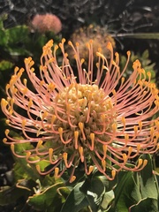 Leucospermum cuneiforme