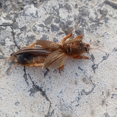 Gryllotalpa gryllotalpa