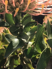 Leucospermum cuneiforme