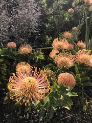 Leucospermum cuneiforme
