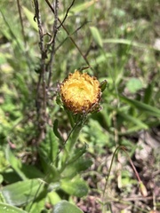 Coronidium scorpioides