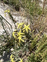 Lyperia lychnidea