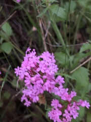Centranthus macrosiphon