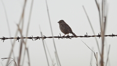 Ammodramus humeralis