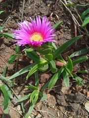 Carpobrotus dimidiatus
