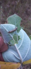 Danaus