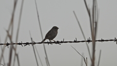 Ammodramus humeralis