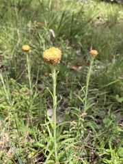 Coronidium scorpioides