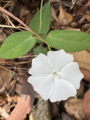 Thunbergia