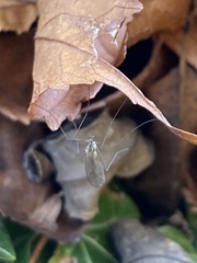 Trichocera annulata