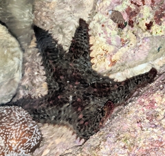 Asteropsis carinifera