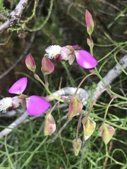 Polygala bracteolata