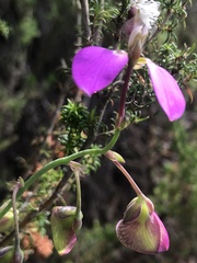 Polygala bracteolata