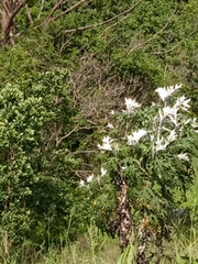 Berkheya bipinnatifida