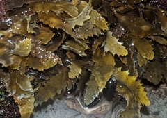 Sargassum aquifolium
