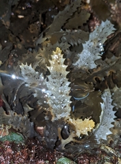 Sargassum aquifolium