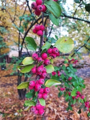 Cotoneaster pangiensis