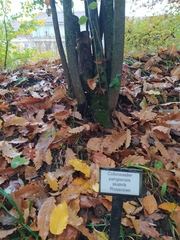 Cotoneaster pangiensis