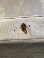 Cochlicopa lubrica