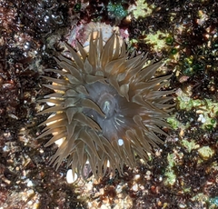 Actiniidae
