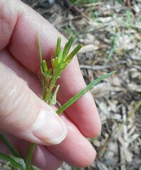 Senecio phelleus
