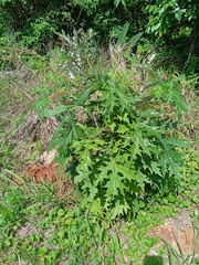 Berkheya bipinnatifida